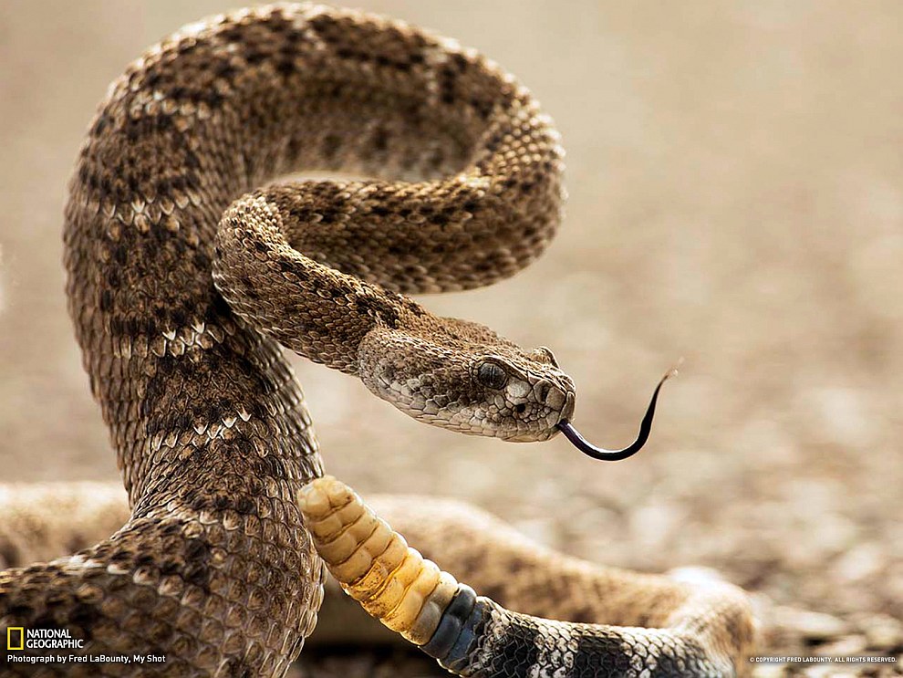 National Geographic: лучшие фотографии апреля