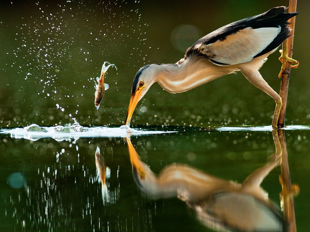 National Geographic: лучшие фотографии апреля