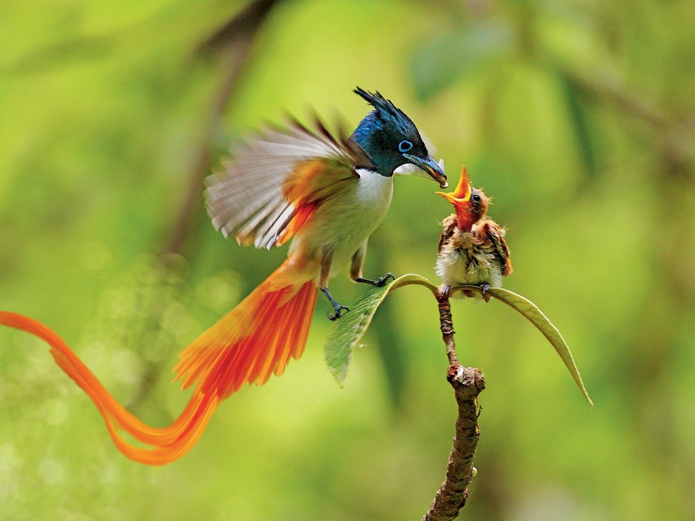 National Geographic: лучшие фотографии апреля