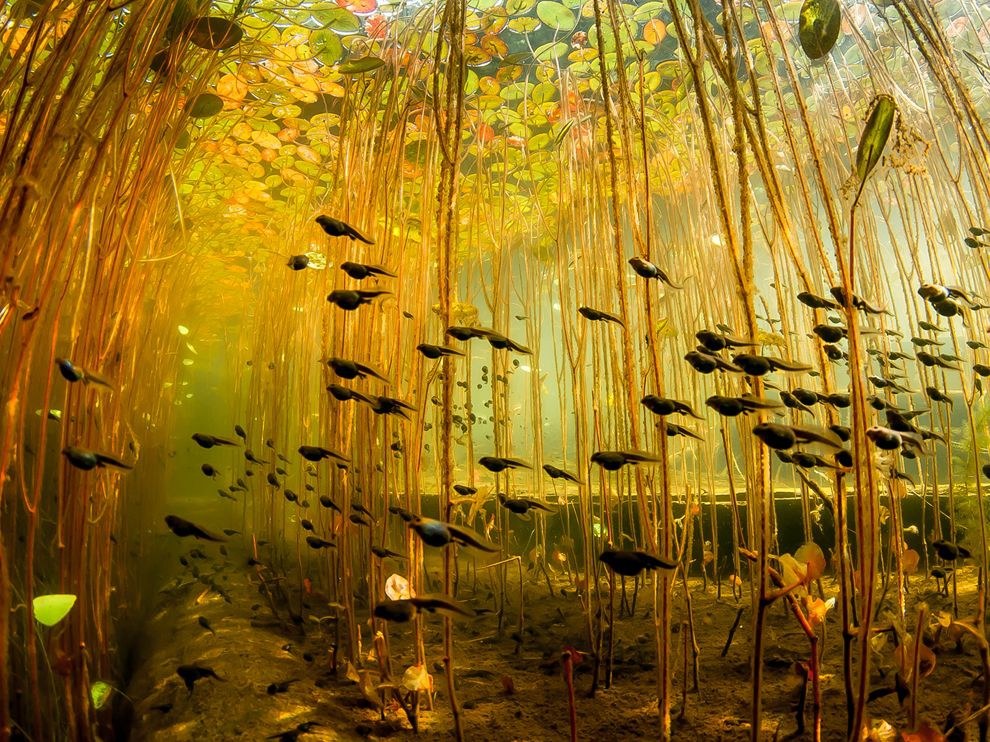 National Geographic: лучшие фотографии апреля