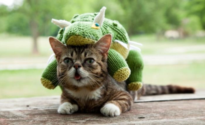 Lil Bub самый симпатичный кот в мире (6 фото)