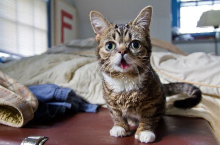 Lil Bub самый симпатичный кот в мире