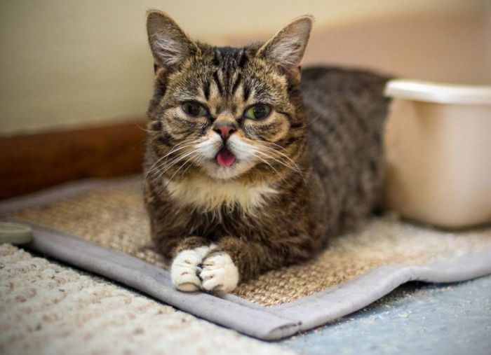 Lil Bub самый симпатичный кот в мире