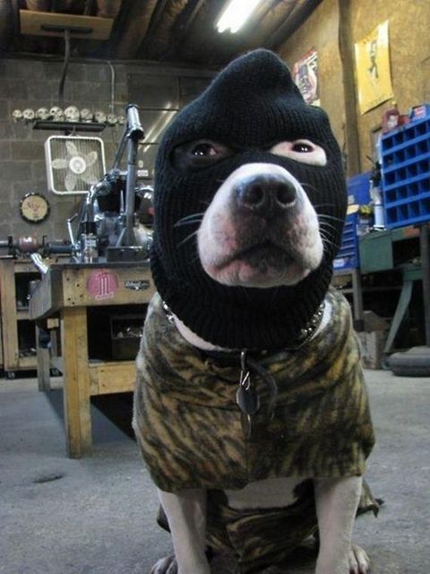 Прикольные картинки