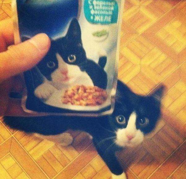 Прикольные картинки