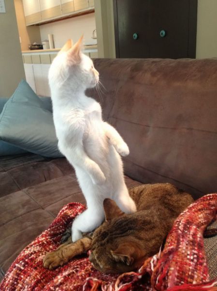 Прикольные картинки