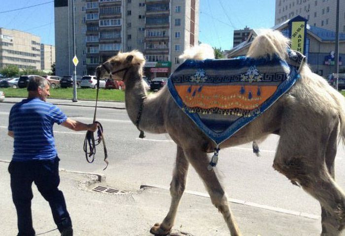 Странные и забавные фото c наших просторов