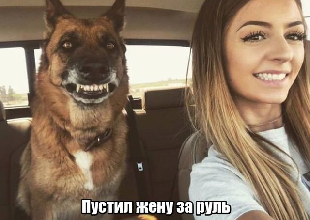 Прикольные картинки