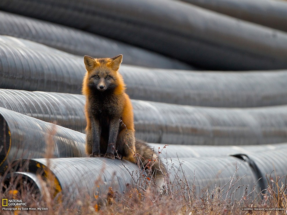 National Geographic: лучшие фотографии мая National Geographic: лучшие фотографии мая
