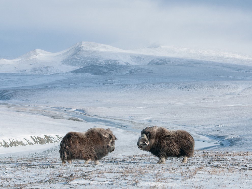 National Geographic: лучшие фотографии мая National Geographic: лучшие фотографии мая