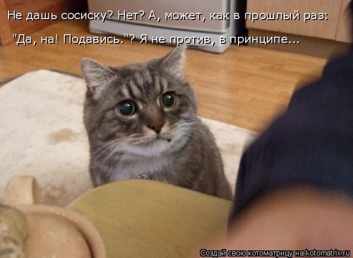 Лучшие котоматрицы недели