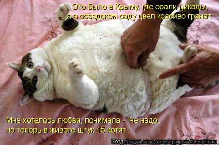 Лучшие котоматрицы недели