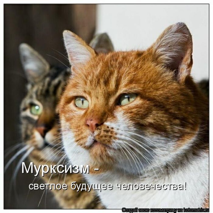 Лучшие котоматрицы недели