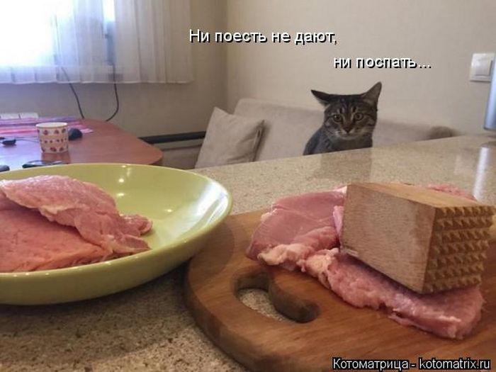 Лучшие котоматрицы недели