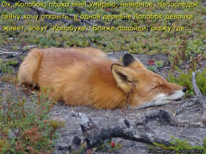 Лучшие котоматрицы недели