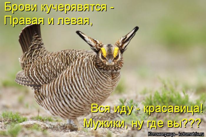 Лучшие котоматрицы недели