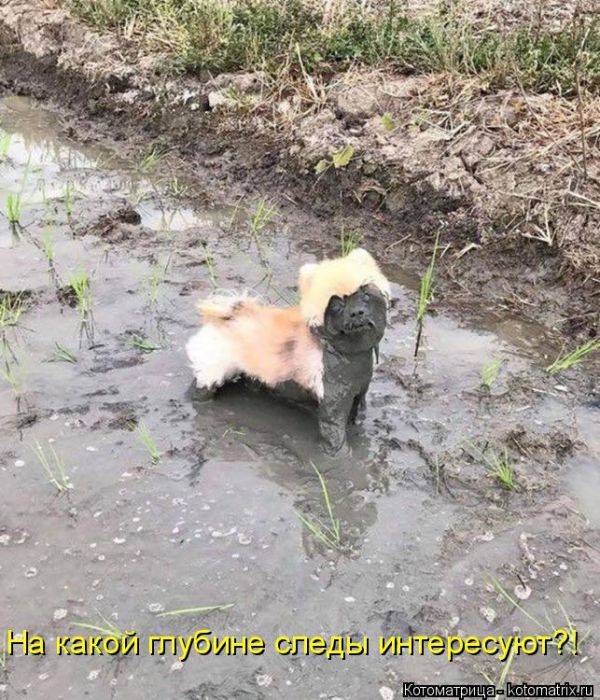 Лучшие котоматрицы недели