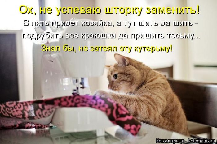Лучшие котоматрицы недели