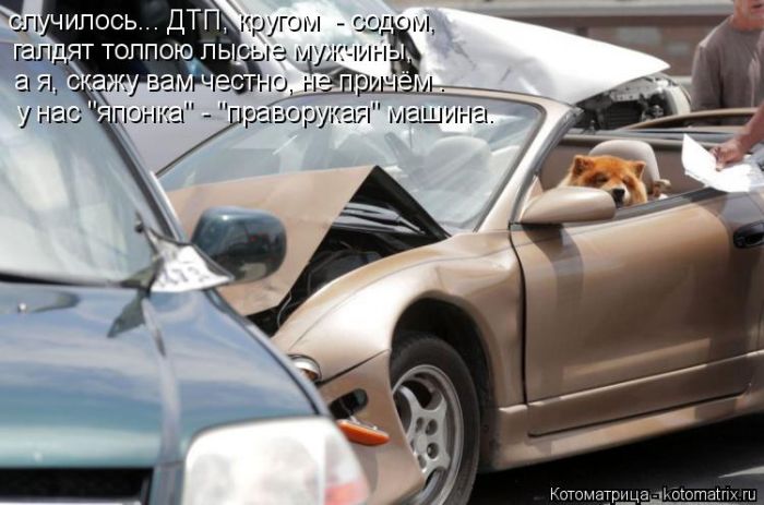 Лучшие котоматрицы недели
