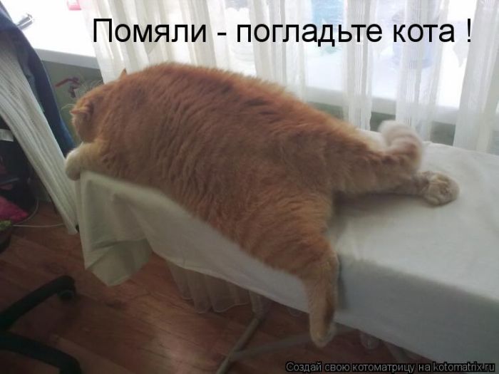 Лучшие котоматрицы недели