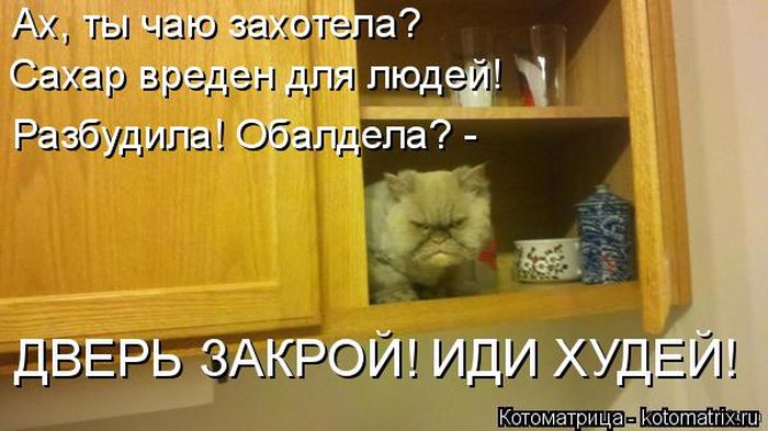 Лучшие котоматрицы недели