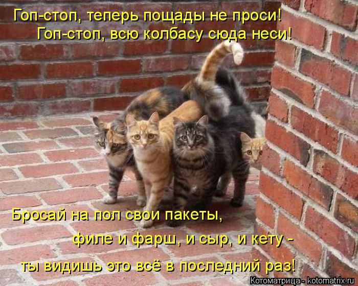 Лучшие котоматрицы недели
