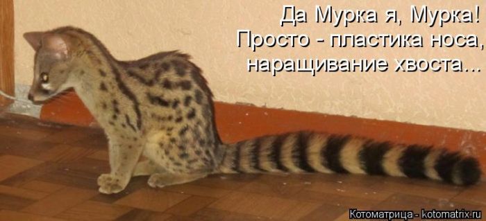 Лучшие котоматрицы недели