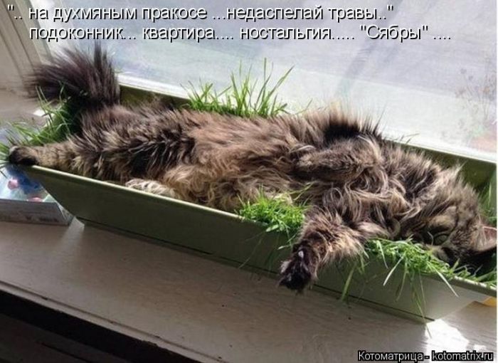 Лучшие котоматрицы недели