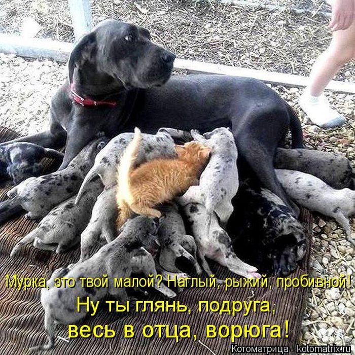 Лучшие котоматрицы недели