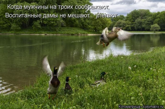 Лучшие котоматрицы недели