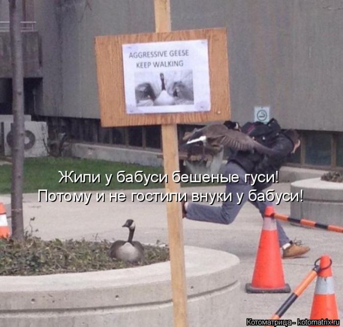 Лучшие котоматрицы недели