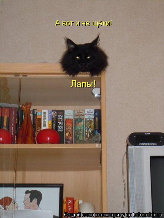 Лучшие котоматрицы недели