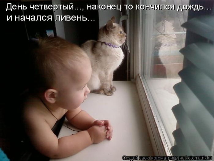 Лучшие котоматрицы недели