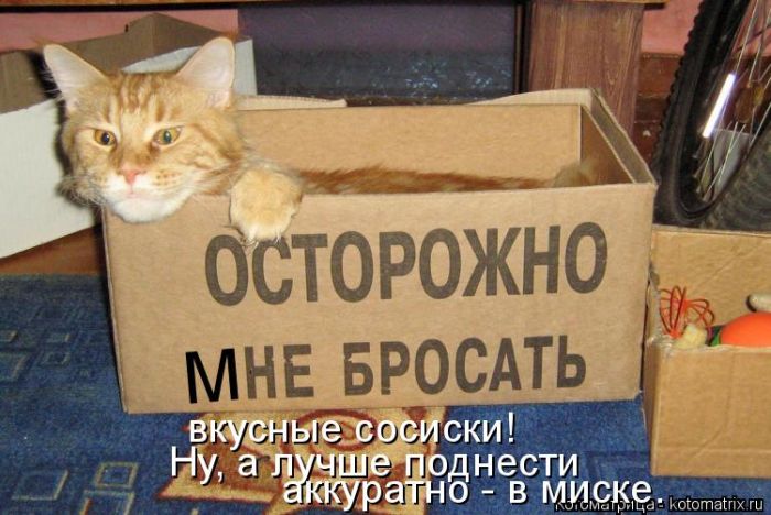 Лучшие котоматрицы недели