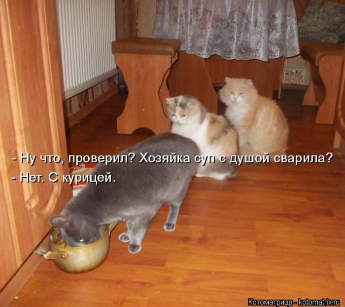 Лучшие котоматрицы недели