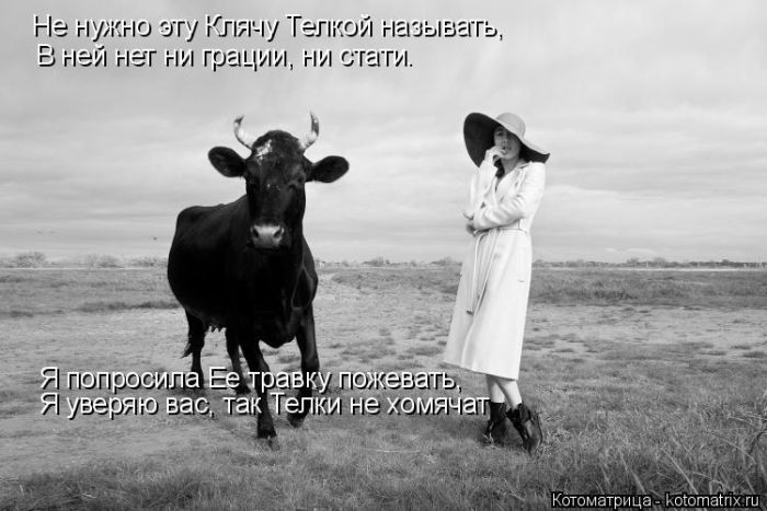 Лучшие котоматрицы недели