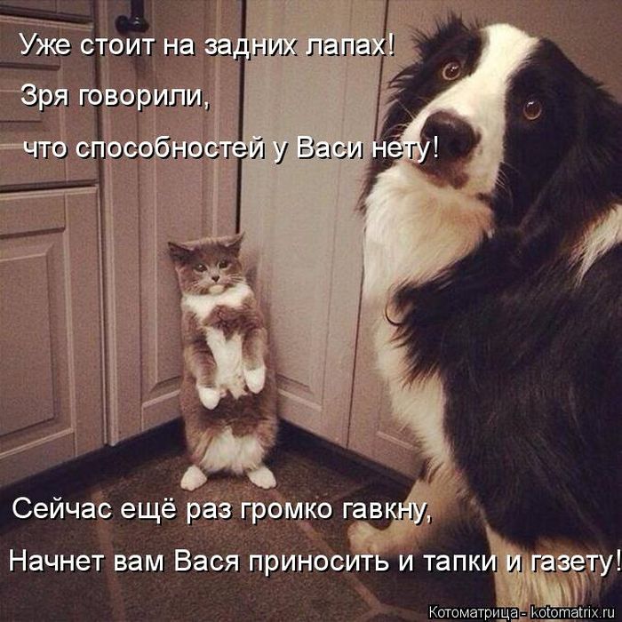 Лучшие котоматрицы недели