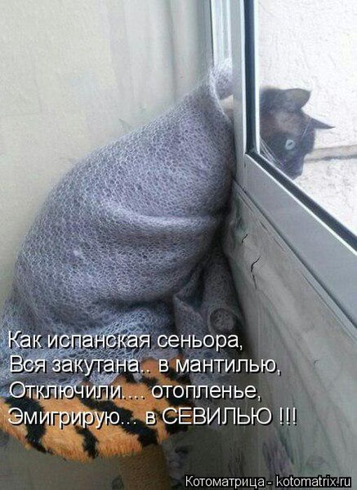 Лучшие котоматрицы недели