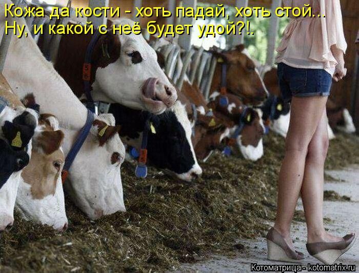 Лучшие котоматрицы недели