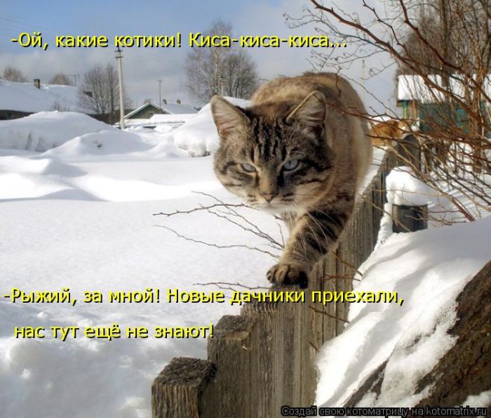 Лучшие котоматрицы недели