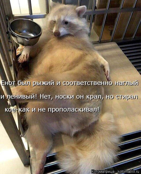 Лучшие котоматрицы недели