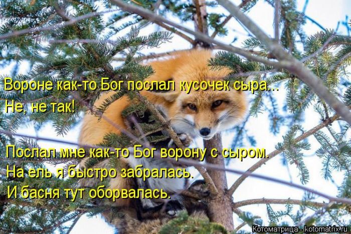 Лучшие котоматрицы недели