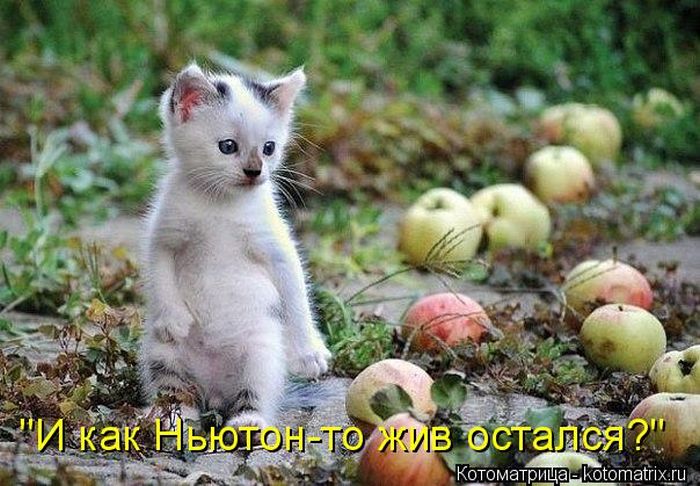 Лучшие котоматрицы недели
