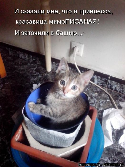 Лучшие котоматрицы недели
