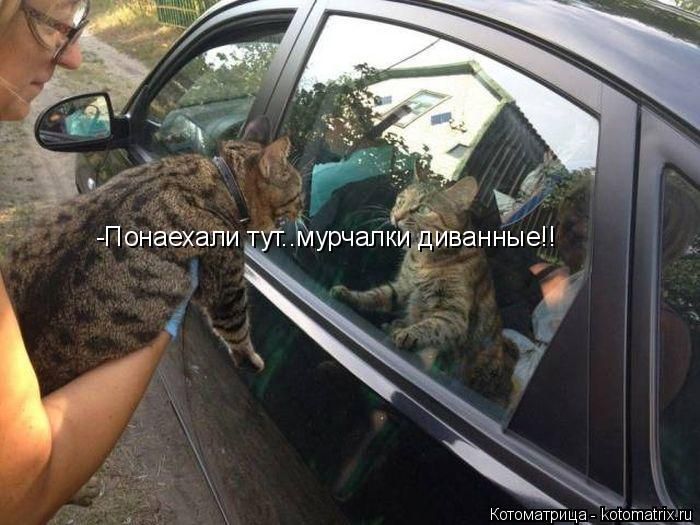 Лучшие котоматрицы недели