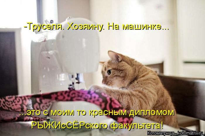 Лучшие котоматрицы недели