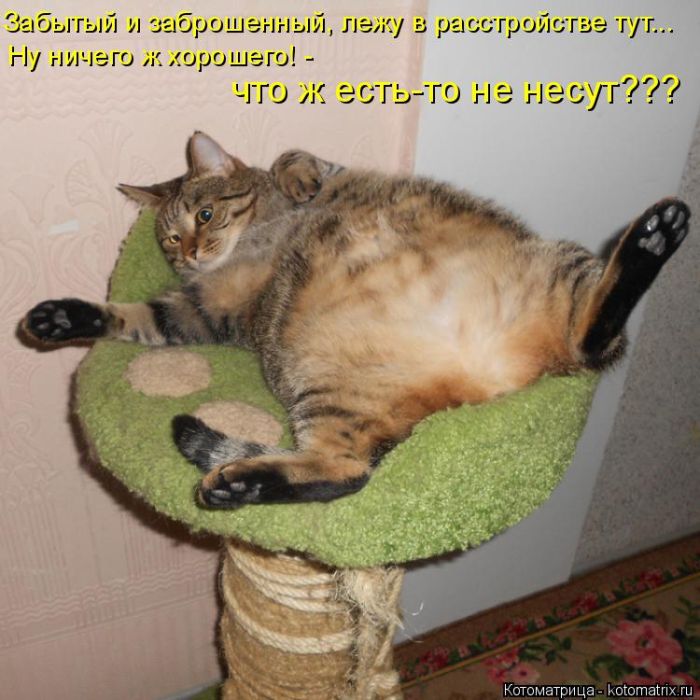 Лучшие котоматрицы недели