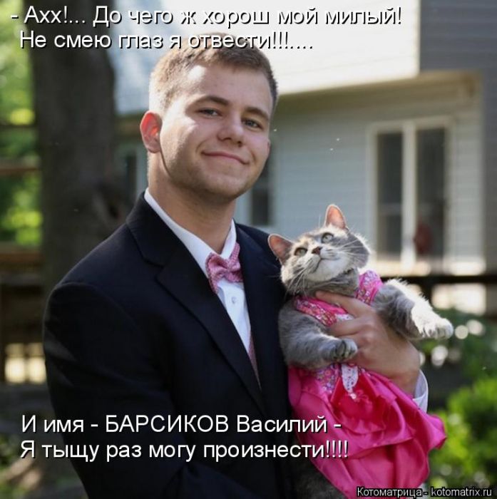Лучшие котоматрицы недели