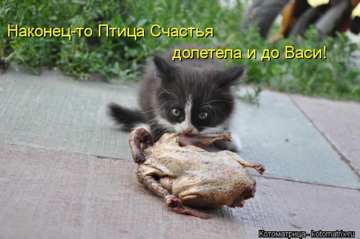 Лучшие котоматрицы недели