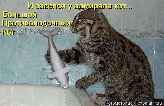 Лучшие котоматрицы недели